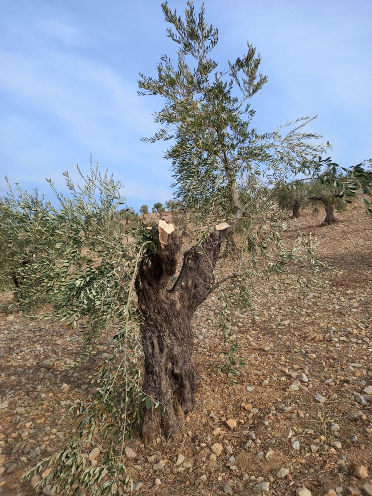 Rojava’da Soydaşlarımız Welat Topraklarına Geri Dönüyor